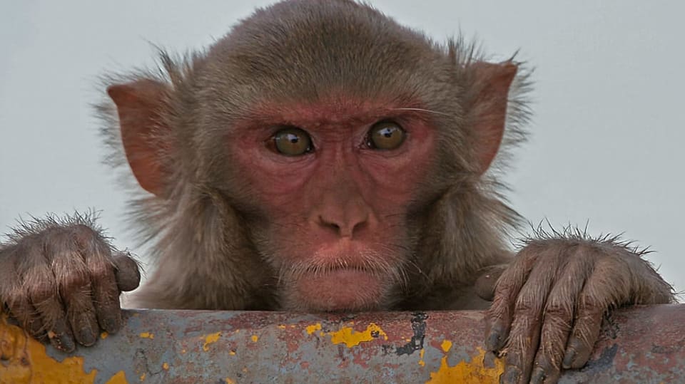 makak rhesus v Kinnerasani Wildlife Sanctuary, Andhra Pradesh, India